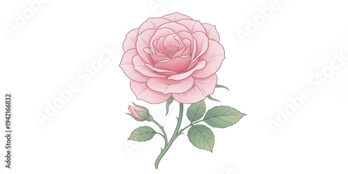 Beautiful Pink Rose with Green Leaves.