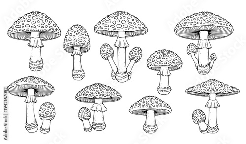 Hand Drawn Amanita Mushrooms – Vintage Botanical Line Art for Coloring Book