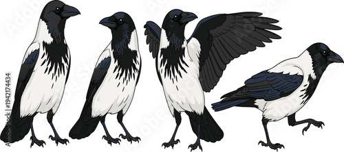 Hooded crow bird vector set with different poses standing walking and spread wings detailed wildlife illustration collection