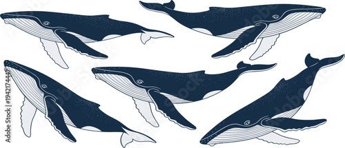 Humpback whale engraving style vector set with detailed marine mammal swimming poses vintage ocean wildlife illustration collection
