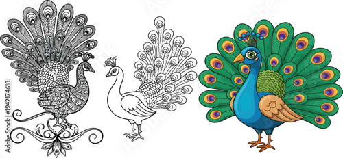 Peacock Vector Illustration Set with Ornate Line Art and Colorful Cartoon Peacock Design Collection
