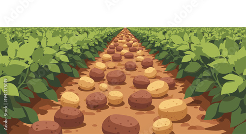 A wide-angle view captures a vast agricultural field filled with rows of green potato plants and a dirt path scattered with many harvested potatoes.