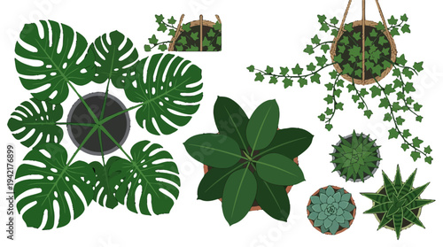 Diverse collection of indoor houseplants and potted plants seen from a top-down perspective, perfect for home decor designs and botanical layouts