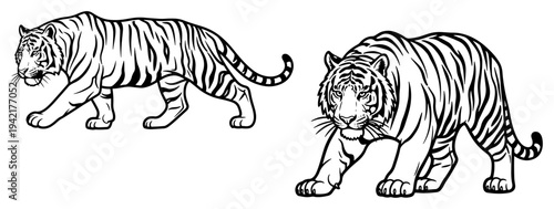 Fotografie Bengal tigers walking in powerful side and front view line art style