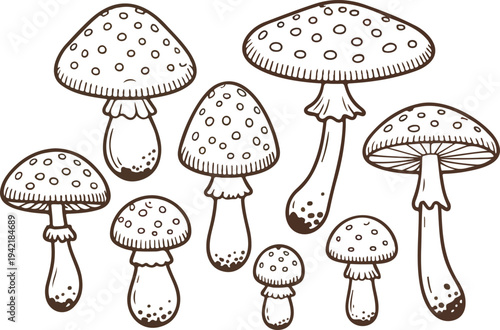 Vintage hand drawn mushroom illustration set featuring forest fungi botanical elements with autumn inspired shapes for natural vector collection
