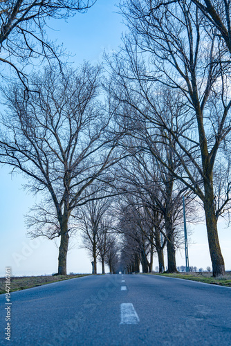Tall trees line a long road under a clear sky in a rural area during the daytime