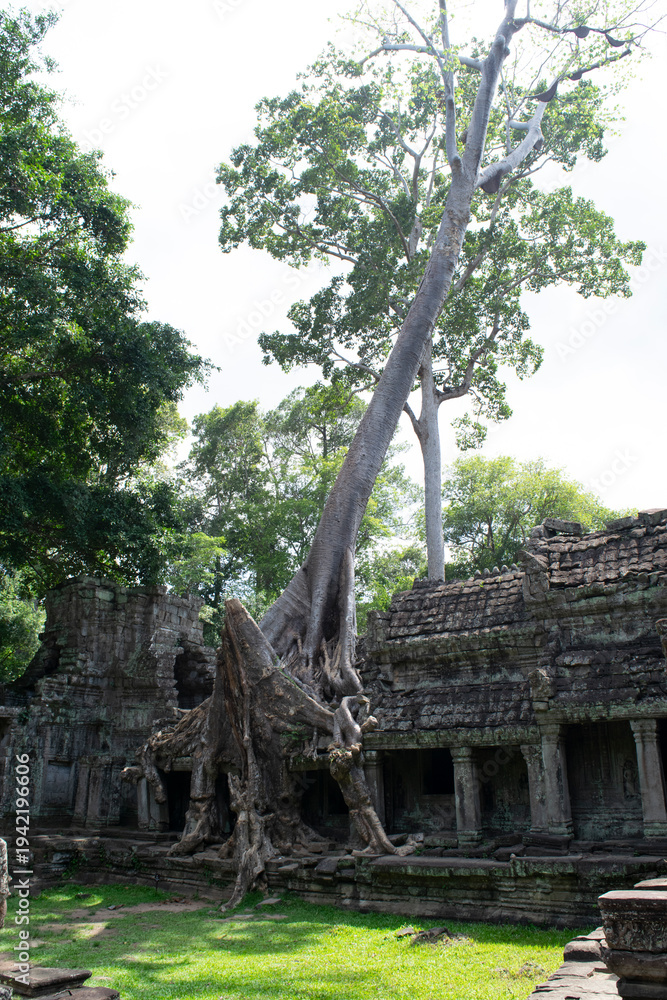 Fototapeta premium Ta prohm temple ruins embracing ancient tree roots