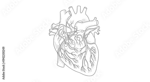 A detailed vector illustration of a human heart with its chambers and blood vessels.