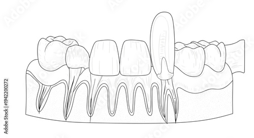 A detailed vector illustration of a dental anatomy with teeth and gums in a minimalist line art style
