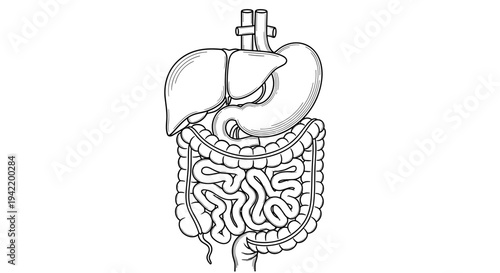 A detailed vector illustration of the human digestive system with liver and intestines