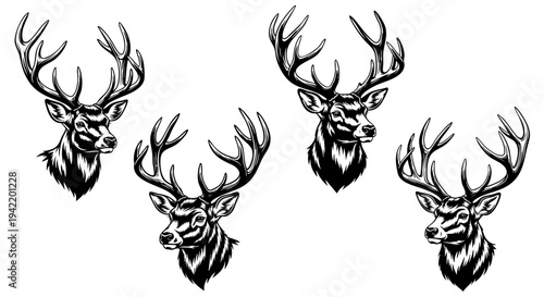 Collection of four detailed black and white stylized illustrations showcasing majestic deer heads with large impressive antlers for various design applications.