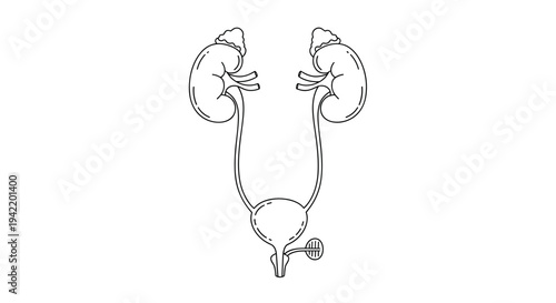 A detailed illustration of the human urinary system, including kidneys, ureters, bladder, and urethra.
