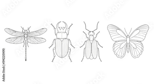 A set of four insect illustrations in a minimalist line art style