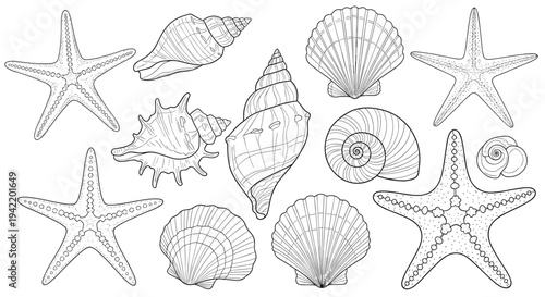 A collection of seashells and starfish in a minimalist line art illustration