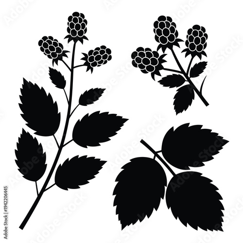 Black silhouette illustration of raspberry branches with leaves and fruit