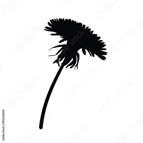 Silhouette of a dandelion seed head on a slender stem