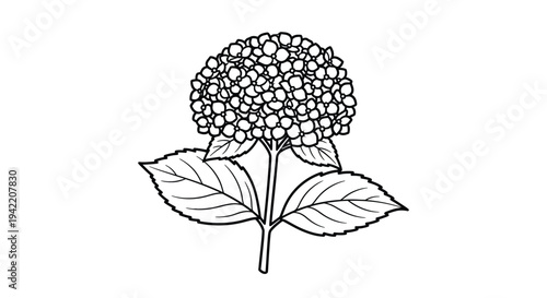 A single black and white illustration of a hydrangea flower with leaves.