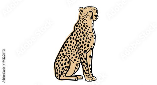 A spotted cheetah sits calmly on a white background, looking to the right.