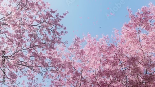 Pink Sakura Petals Floating in the Air Under Clear Blue Sky