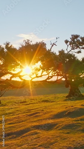 Aerial drone shot of flying above til trees in idyllic Fanal Laurisilva forest on sunset. Madeira island, Portugal. Slide trucking shot