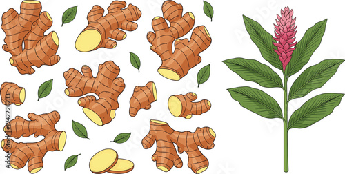 Ginger rhizomes and flowering plant with sliced roots, green leaves, and botanical elements isolated on white background for herbal and culinary use