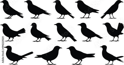 Black bird silhouettes collection with standing and walking poses isolated on white background, wildlife bird vector illustration set
