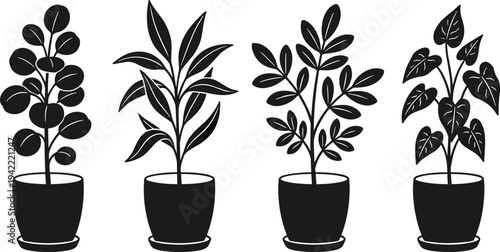 Four potted plants with different leaf shapes and sizes in a row, viewed from the side