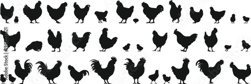 Chicken and Rooster Silhouettes Collection with Hen Chick and Farm Poultry Birds in Various Poses Isolated for Agriculture Design