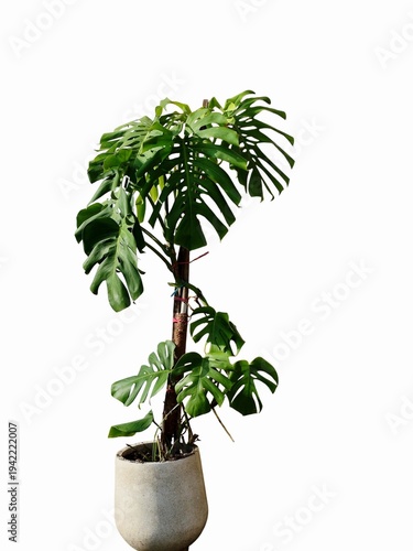 Large Monstera Deliciosa Houseplant in a Minimalist Ceramic Pot Isolated on White