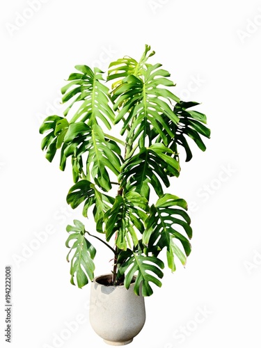 Large Monstera Deliciosa Houseplant in a Minimalist Ceramic Pot Isolated on White