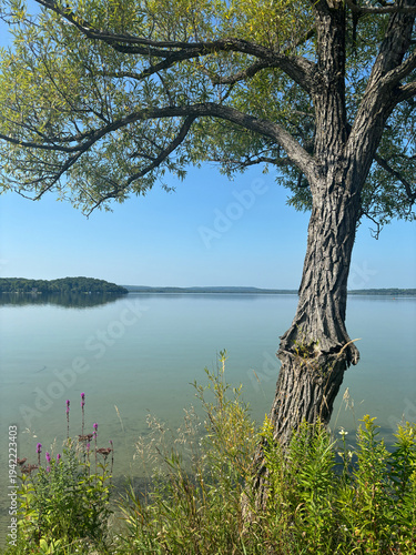 Lake in the Shade
