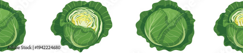 Detailed vector illustration of fresh cabbages with outer leaves and exposed inner layers, showing vegetable texture and structure for culinary, educational, and healthy food concepts.