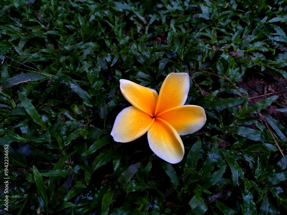 Fototapeta premium frangipani plumeria flower. A vibrant yellow and white frangipani flower lies gracefully on a bed of lush green grass in a close-up shot. flower, garden, natural, blossom, spring, background, beauty,