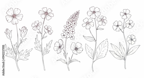 Detailed botanical illustration of various wildflowers in elegant monochrome style.