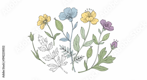 Botanical Illustration of Colorful Wildflowers with Delicate Leaves.