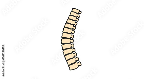 Spine Vector Illustration, Curvature of Human Vertebral Column, Medical Anatomy, Healthcare Design