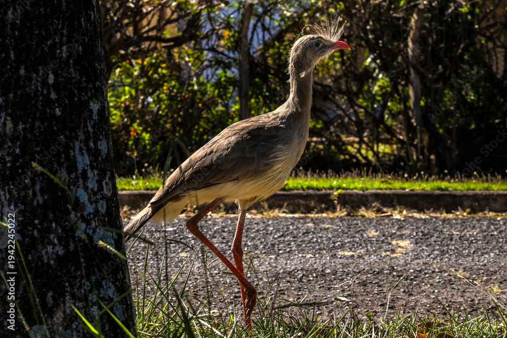 Obraz premium Close up red legged seriema or crested cariama (Cariama cristata) in the urban area of the city in Brazil