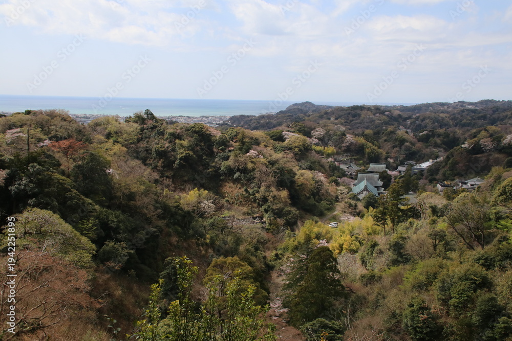 Obraz premium 春の鎌倉の風景。桜の季節の鎌倉。建長寺半増坊からの風景