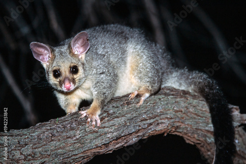 Common Brush-tailed Possum on tree branch