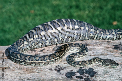Australian Coastal Carpet Python with feed in stomach