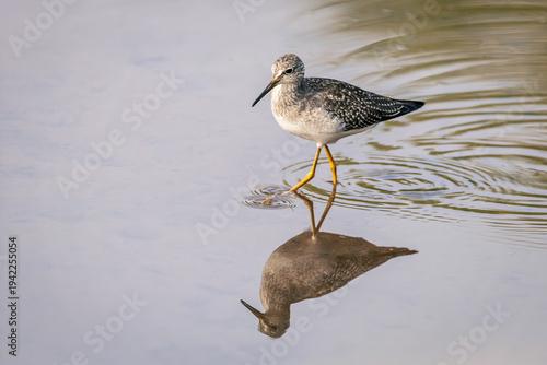 Bild auf Leinwand Lesser Yellowlegs (Tringa flavipes) foraging in shallow water, Burlington, Ontario, Canada