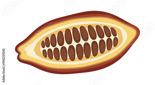 Cocoa Pod Seed Inside.