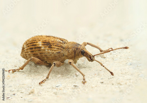 Brown weevil