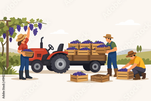 Flat vector illustration of farmers harvesting ripe purple grapes in a vineyard, picking fruit from vines and loading wooden crates onto a red tractor trailer during the autumn wine harvest season.