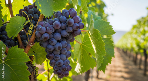 Black Grapes on Vine in Vineyard Orchard Ready for Harvest