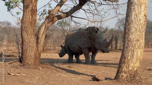 Southern white rhinoceros (Ceratotherium simum simum) protecting its calf in Mosi-oa-Tunya national park, Zambia.
