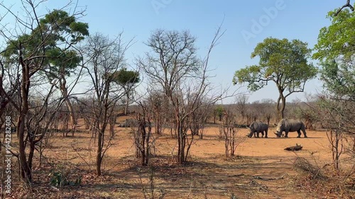 Southern white rhinos (Ceratotherium simum simum) in Mosi-oa-Tunya national park, Zambia.