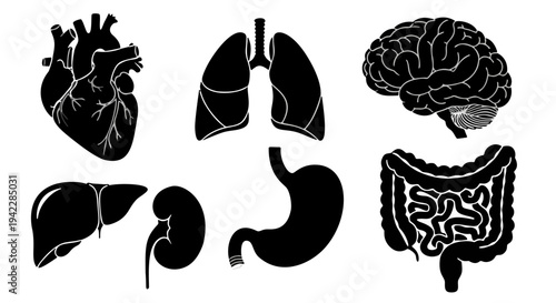 Black Silhouette Human Organs Illustration of Heart Lungs Brain Kidney Stomach Arranged in Two Rows for Anatomy Education
