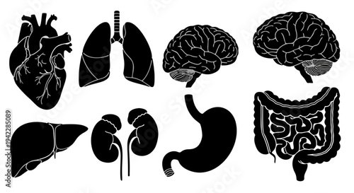 Detailed Black-and-White Anatomical Diagram Featuring Eight Major Human Organs Laid Out in Two Rows for Educational Purposes