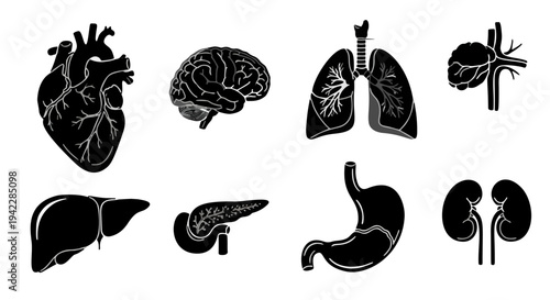 Black-and-White Human Organs Illustration Collection Featuring Heart, Brain, Lungs, Liver, Kidneys for Educational Anatomy Reference
